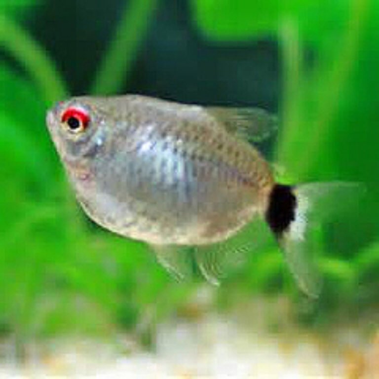 Red Eye Tetra | Each – Pet Kadai – Online aquarium Store