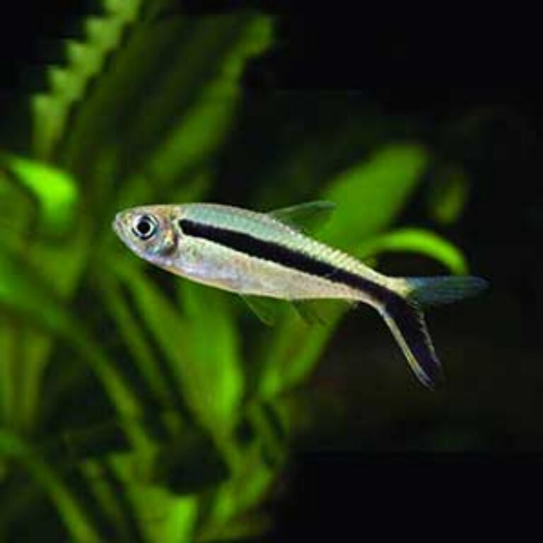 Hockeystick Tetra | Each – Pet Kadai – Online aquarium Store