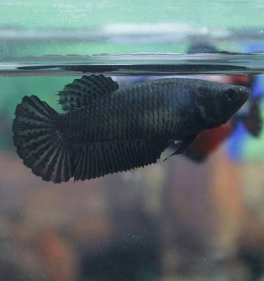 Black orchid female shops betta