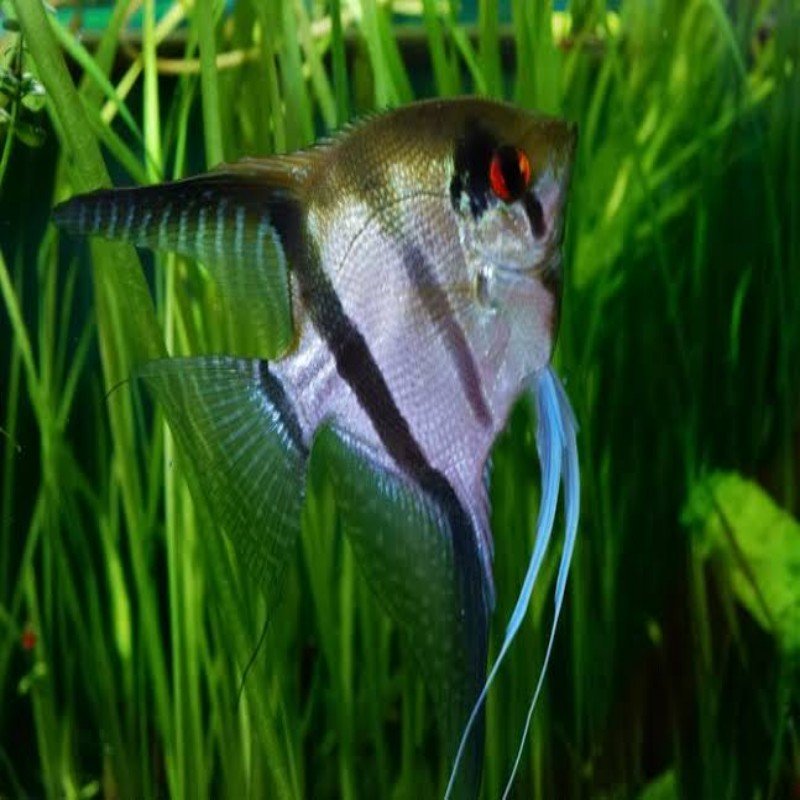 Zebra Angel Fish (Pcs) – Pet Kadai – Online aquarium Store