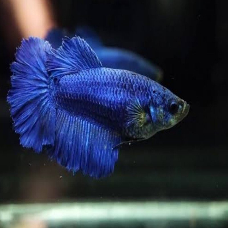 Royal blue ohm female betta – Pet Kadai – Online aquarium Store