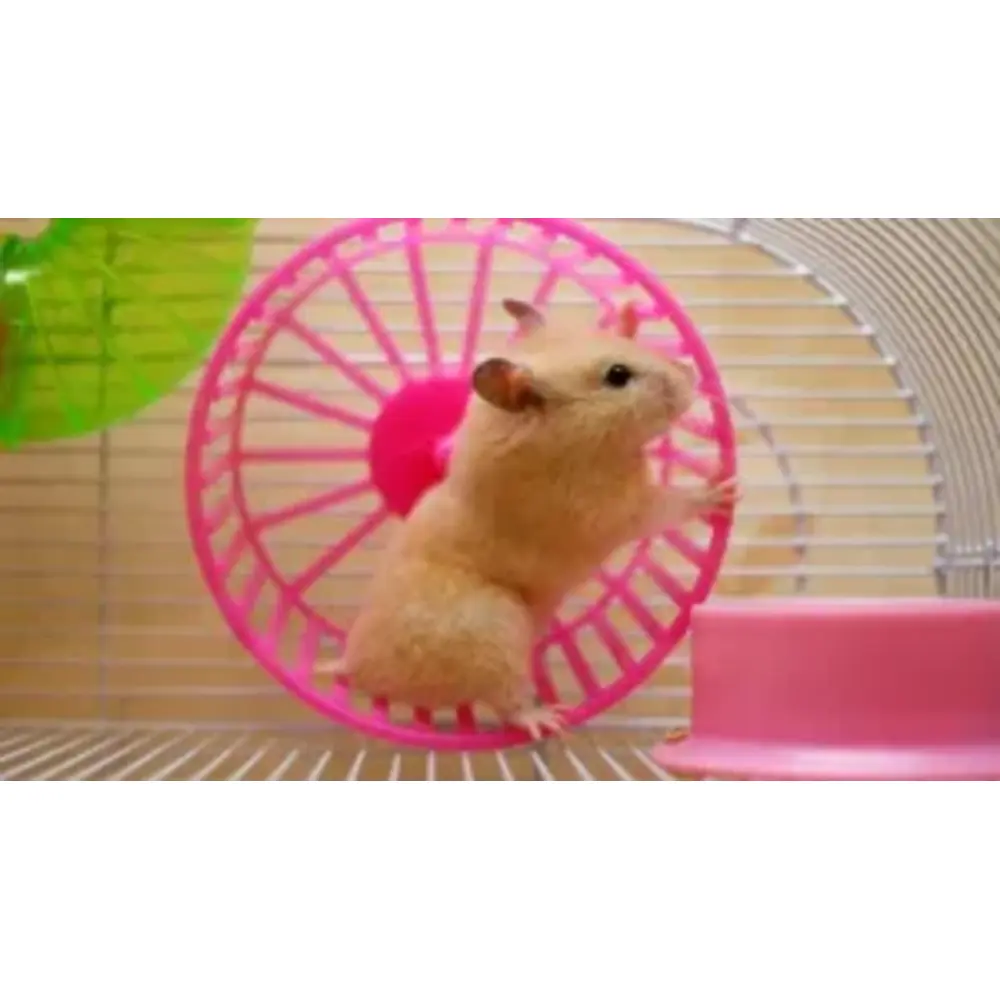 Hamster best sale online store