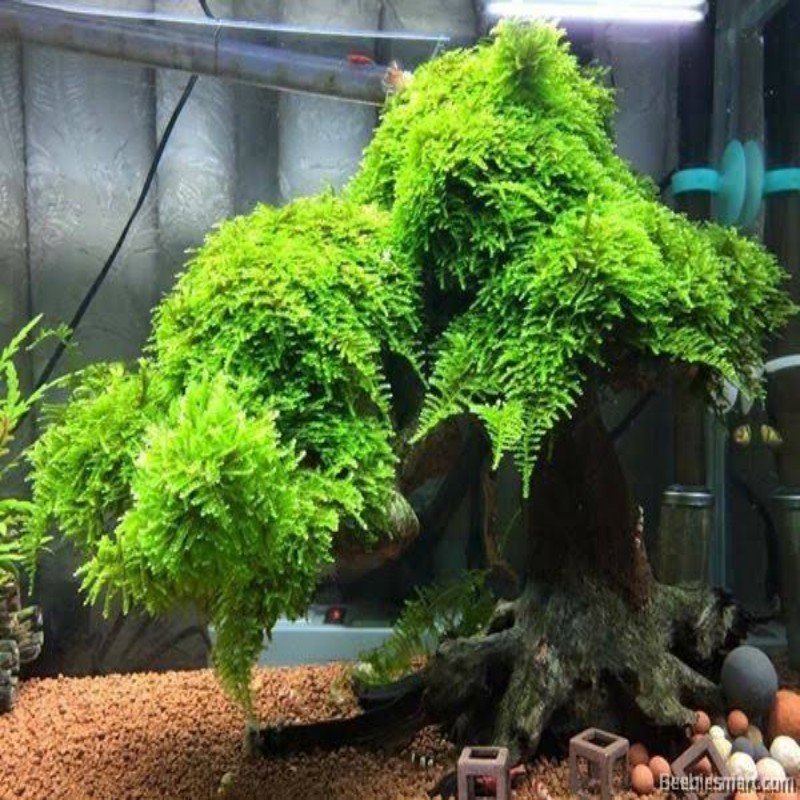 ADA ZP809 Christmas moss  Bunch – Pet Kadai – Online aquarium Store