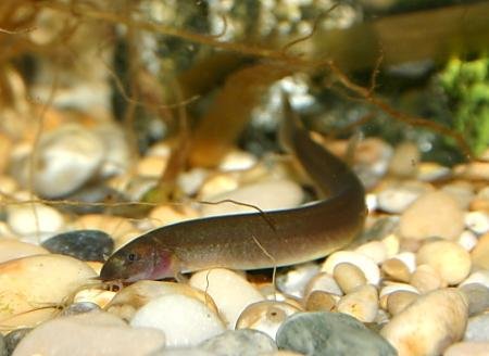 Black Kuhli loach (Pcs) – Pet Kadai – Online aquarium Store