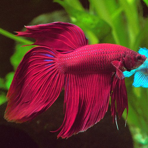 Veiltail betta fish  Each – Pet Kadai – Online aquarium Store