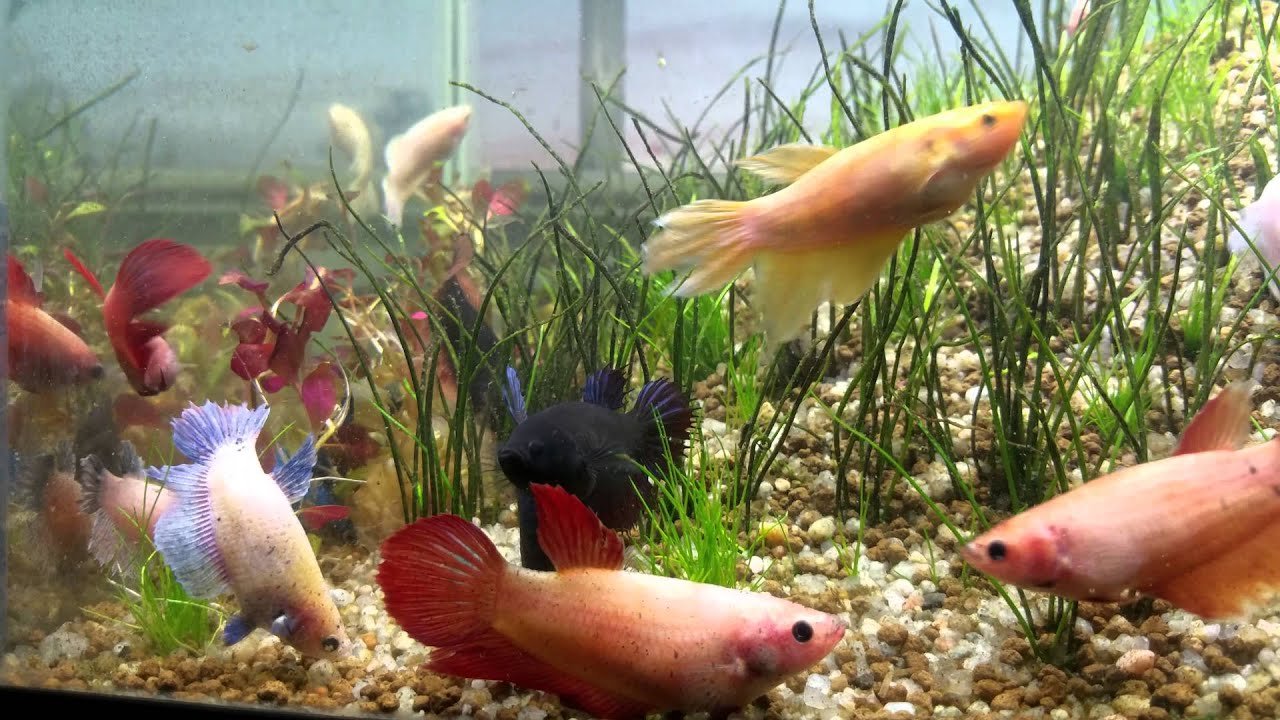 Bettas ohm female mixed colors – Pet Kadai – Online aquarium Store