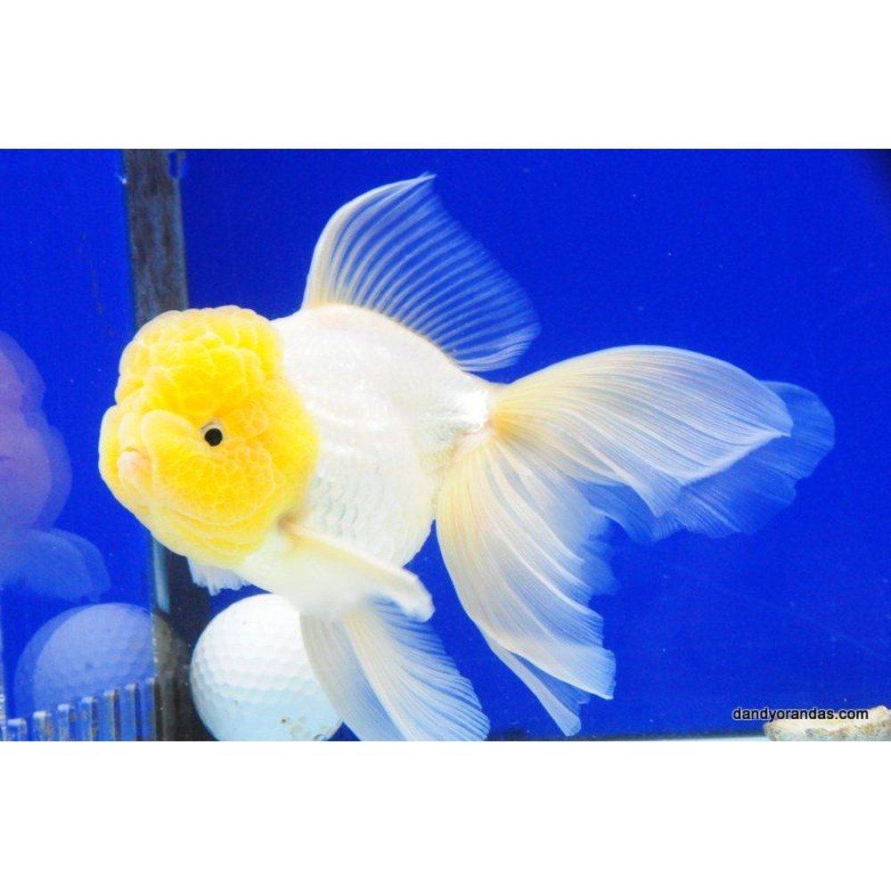 White Cap Gold  Each – Pet Kadai – Online aquarium Store