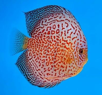 Red Valentine – Rainforest Fish