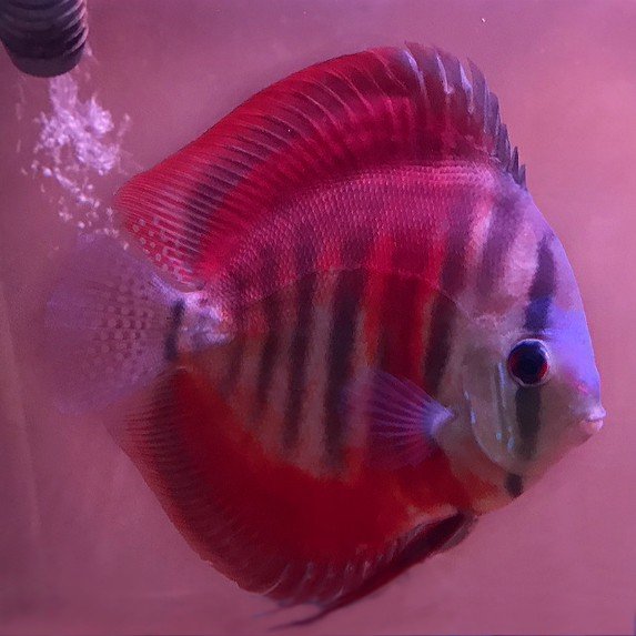 San Merah Discus Each Pet Kadai Online Aquarium Store