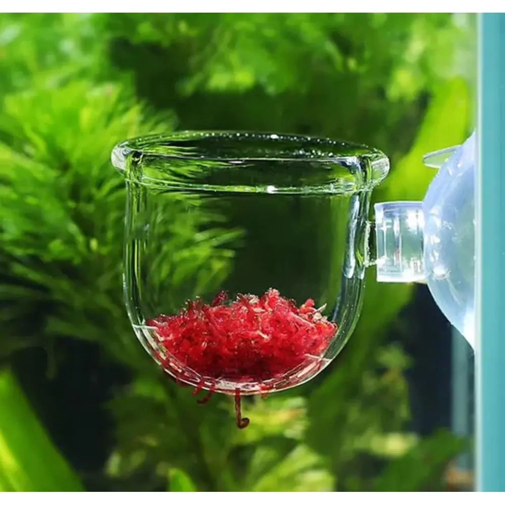 Glass Live Blood Worms Feeding Cone – Pet Kadai – Online aquarium Store