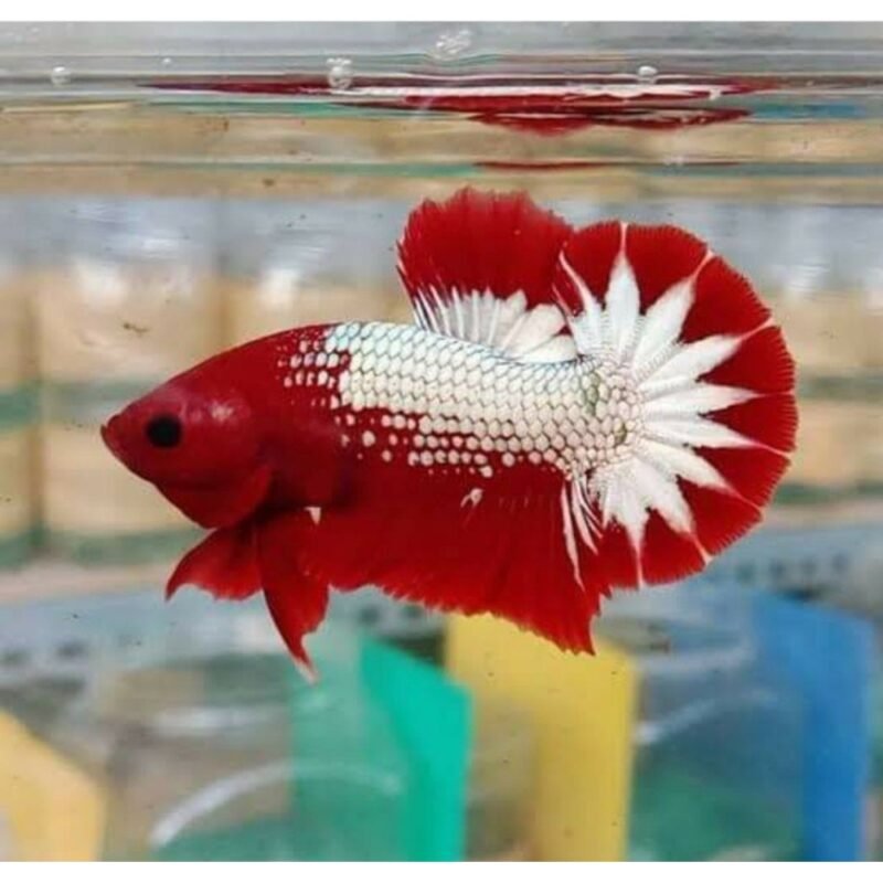 Fccp Red Betta Pair Pet Kadai Online Aquarium Store