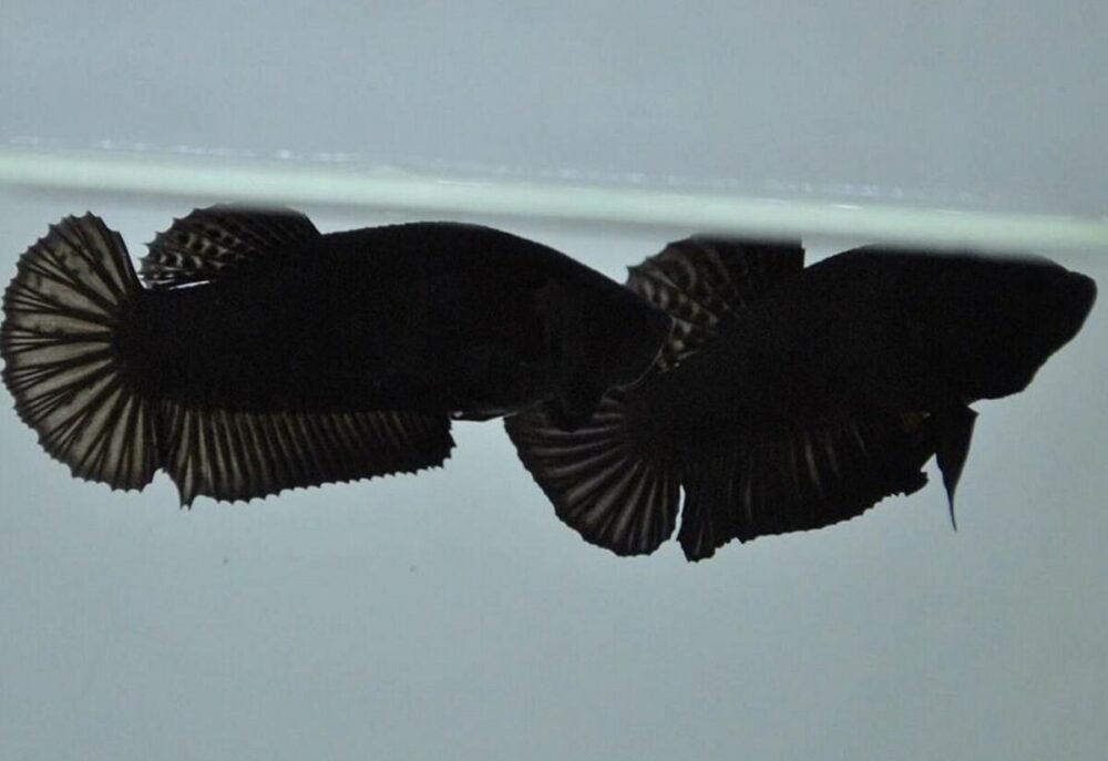 Black hmpk betta | pair - Image 2