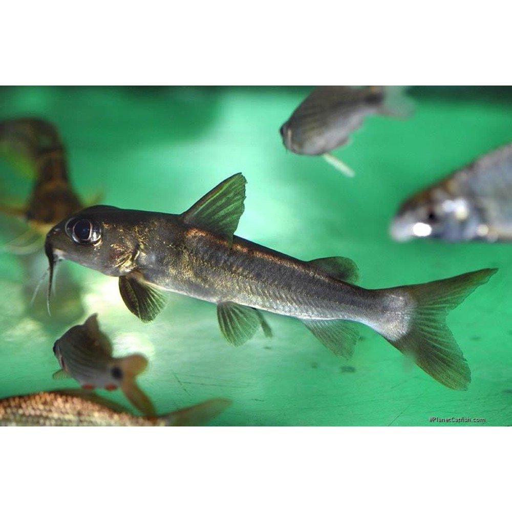 African forktail catfish  Each – Pet Kadai – Online aquarium Store