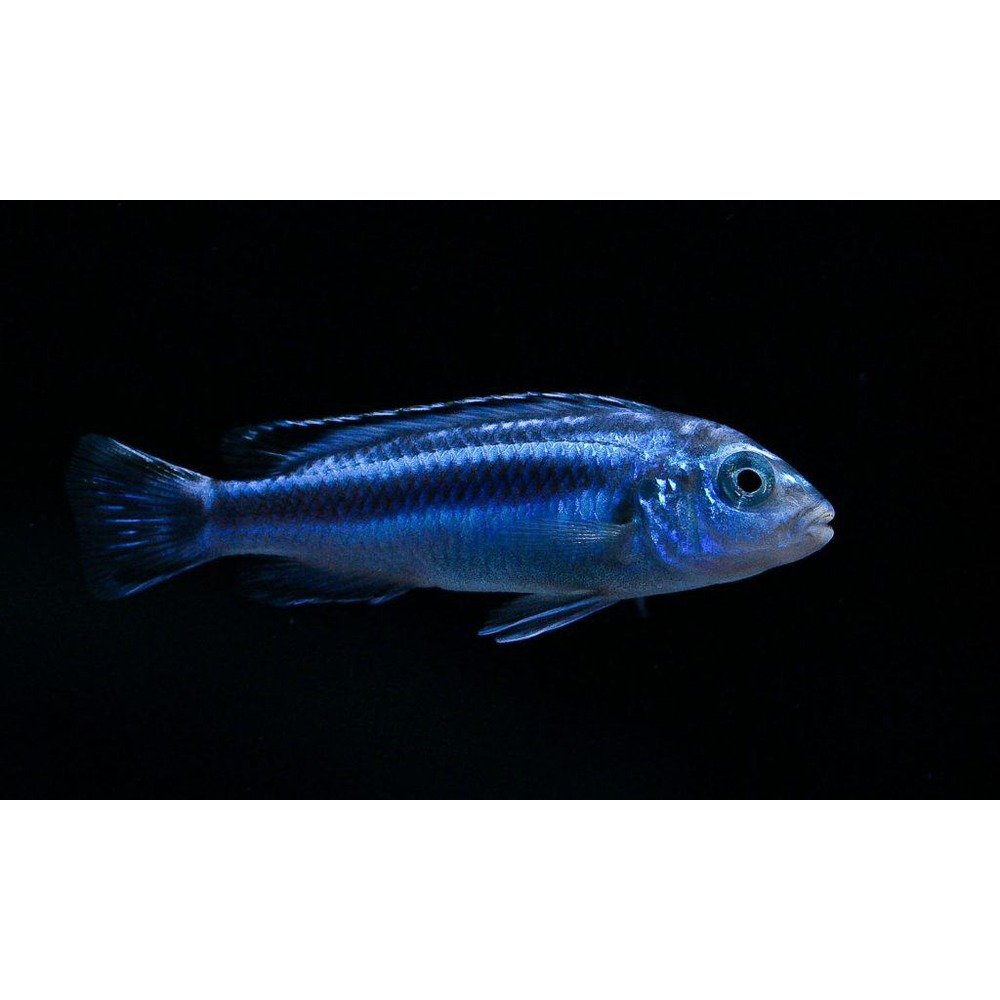 electric blue johanni cichlid female