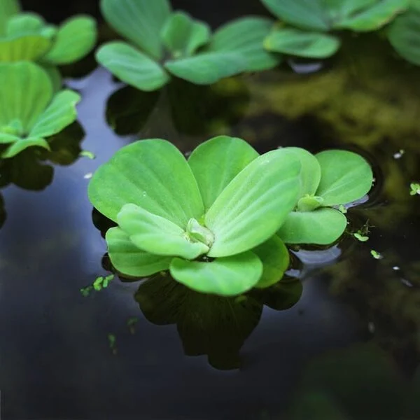 FLOATING PLANTS