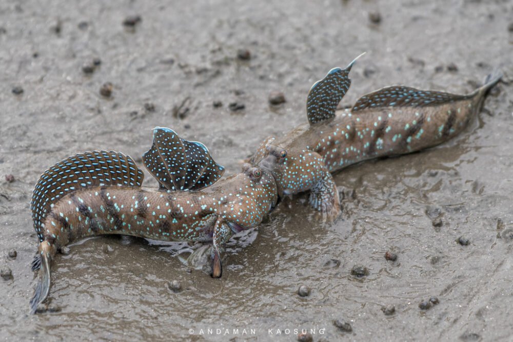 Blue spotted mudskippers | Each - Image 2